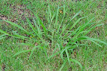 Dallisgrass Control