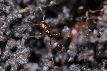 Fire Ants
