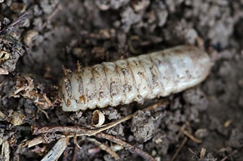 Grub