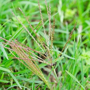 Nutsedge Control