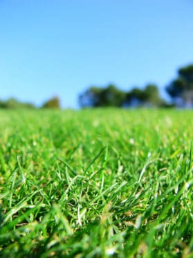Green lawn with proper turf height for summer