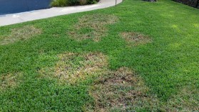 Brown Patch