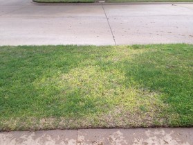 Take All Root Rot