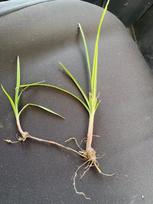 nutsedge weed with tuber connecter