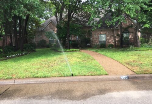 lawn with fungus being overwatered with sprinkler lawn is already wet from rain