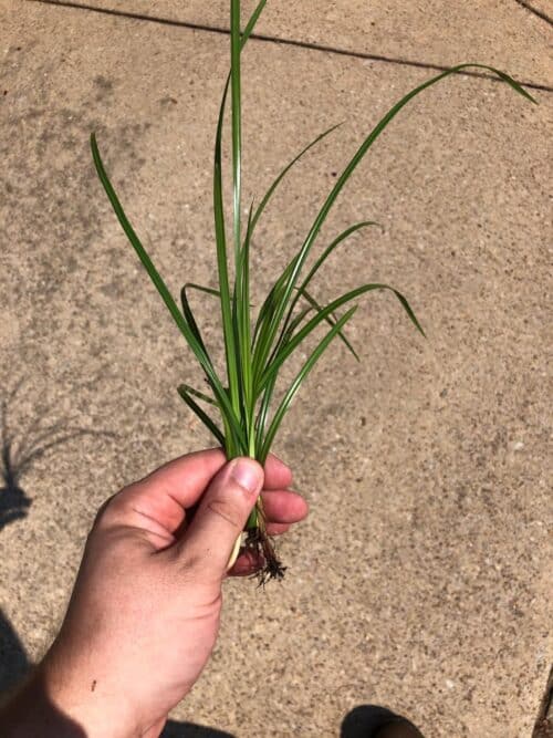 pulled-nutsedge-north-Texas