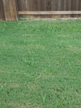 widespread nutsedge weeds in a north Texas lawn