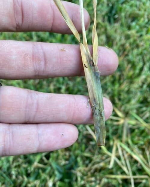 close up of brown patch fungus on grass blades