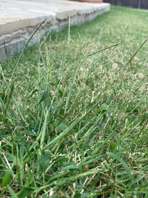 Dallisgrass weed with seed heads in a North Texas lawn