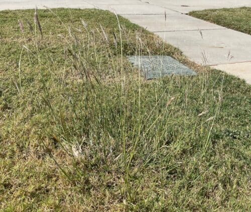 King Ranch Bluestem grassy weed in North Texas lawn