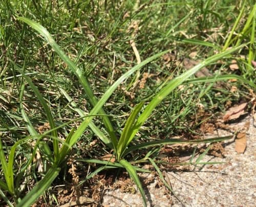 Nutsedge in North Texas lawn