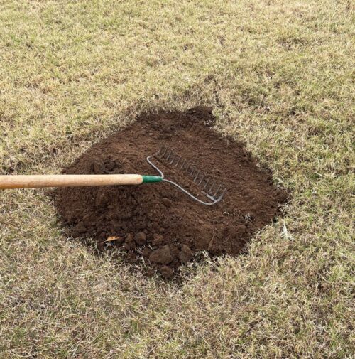 Spreading compost on a Bermuda tuff grass lawn