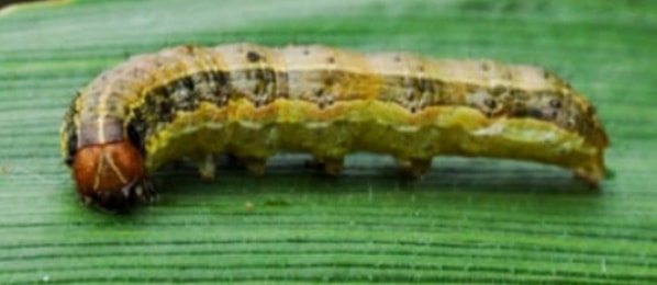 armyworm on a green leaf