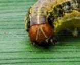 yellow Y on armyworm head