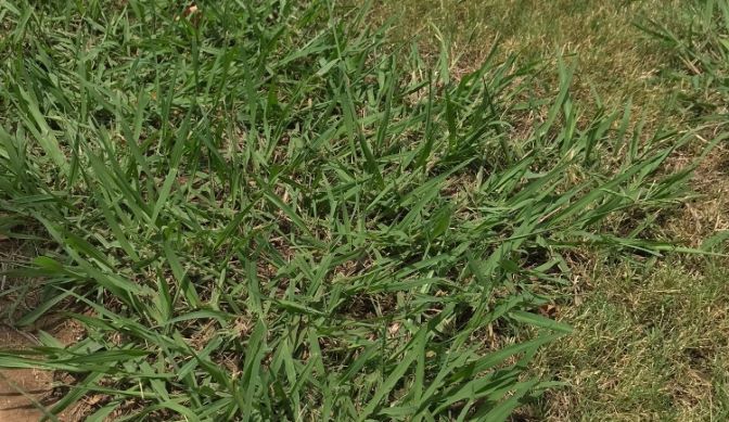 Crabgrass in North Texas Lawn
