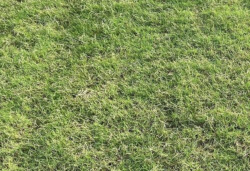 Bermudagrass