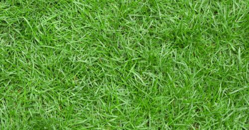 green Zoysia grass